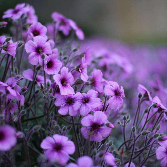 Meet your Posher, Nicole - Picture 1 of 1